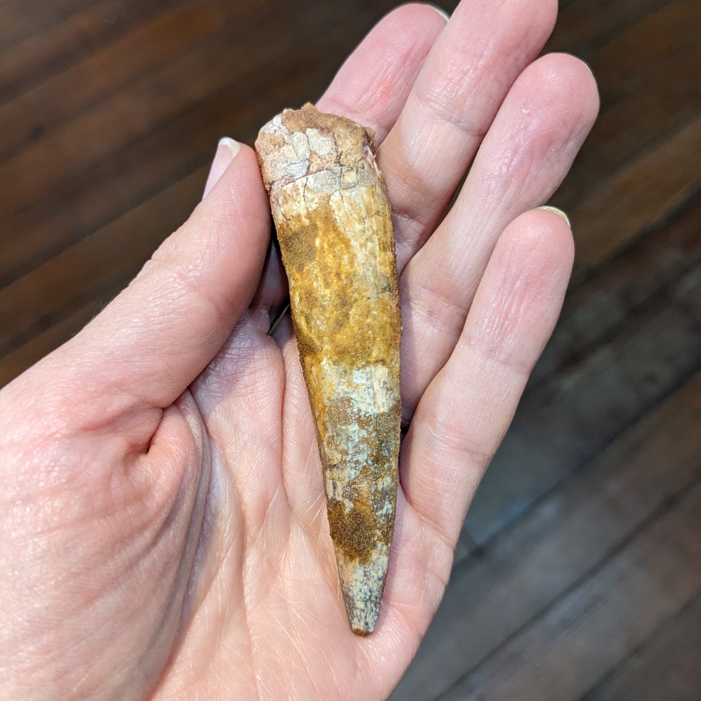 Spinosaurus Tooth Large in Case