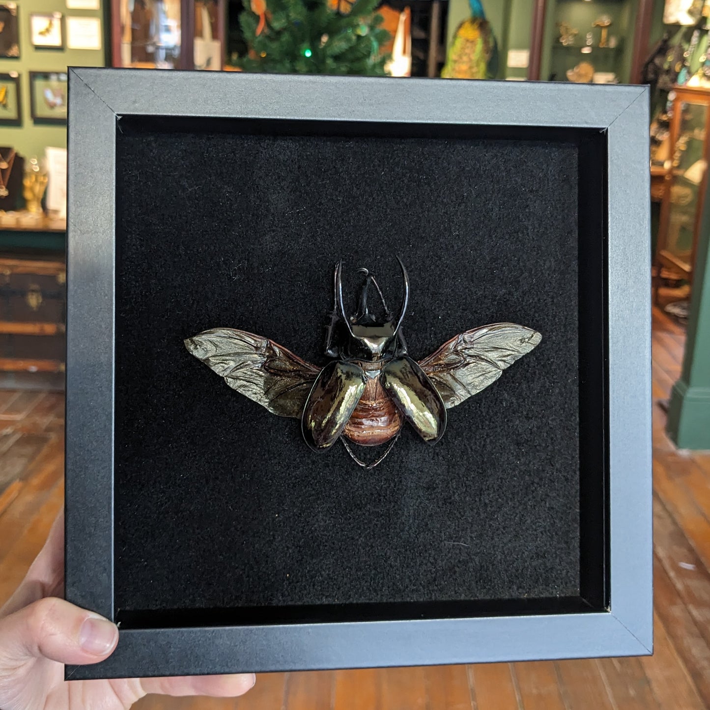 Beetle Pinning Workshop (April 20th, 2025, 11:00AM)