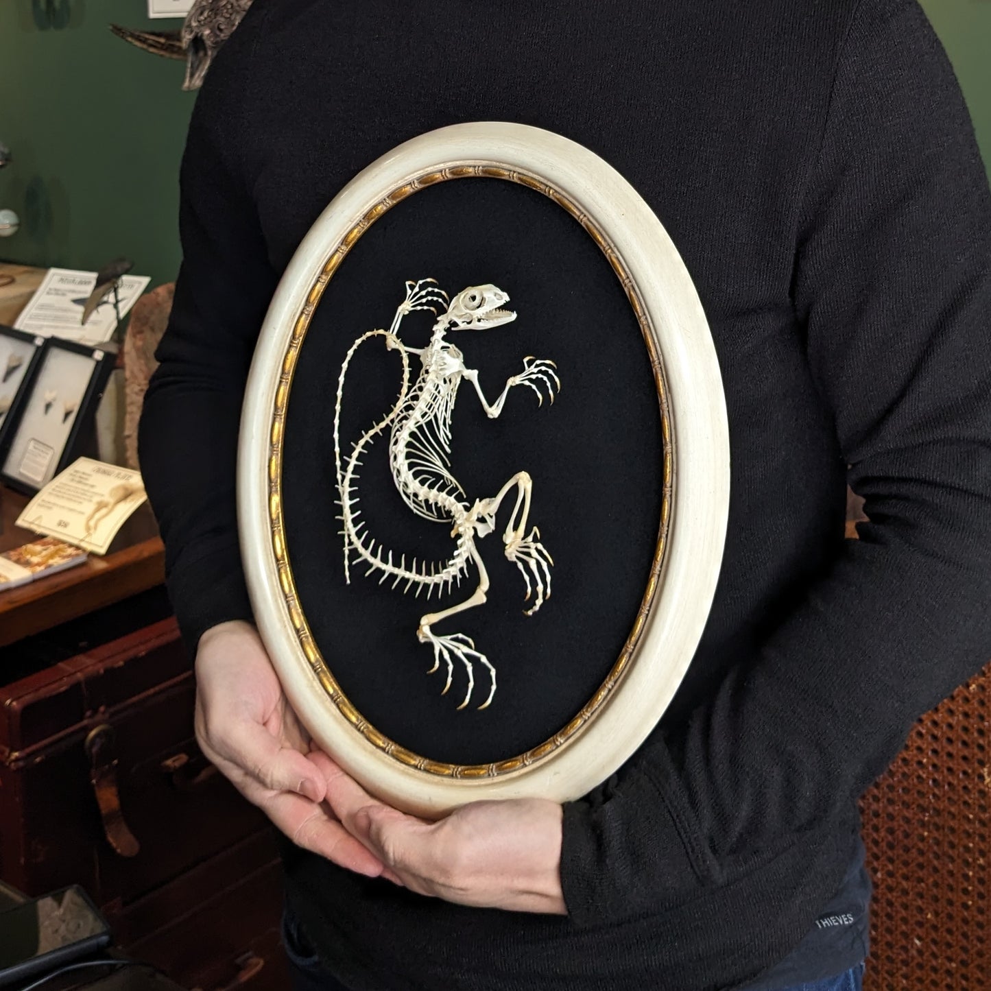 Butterfly Agama Lizard Skeleton in Frame