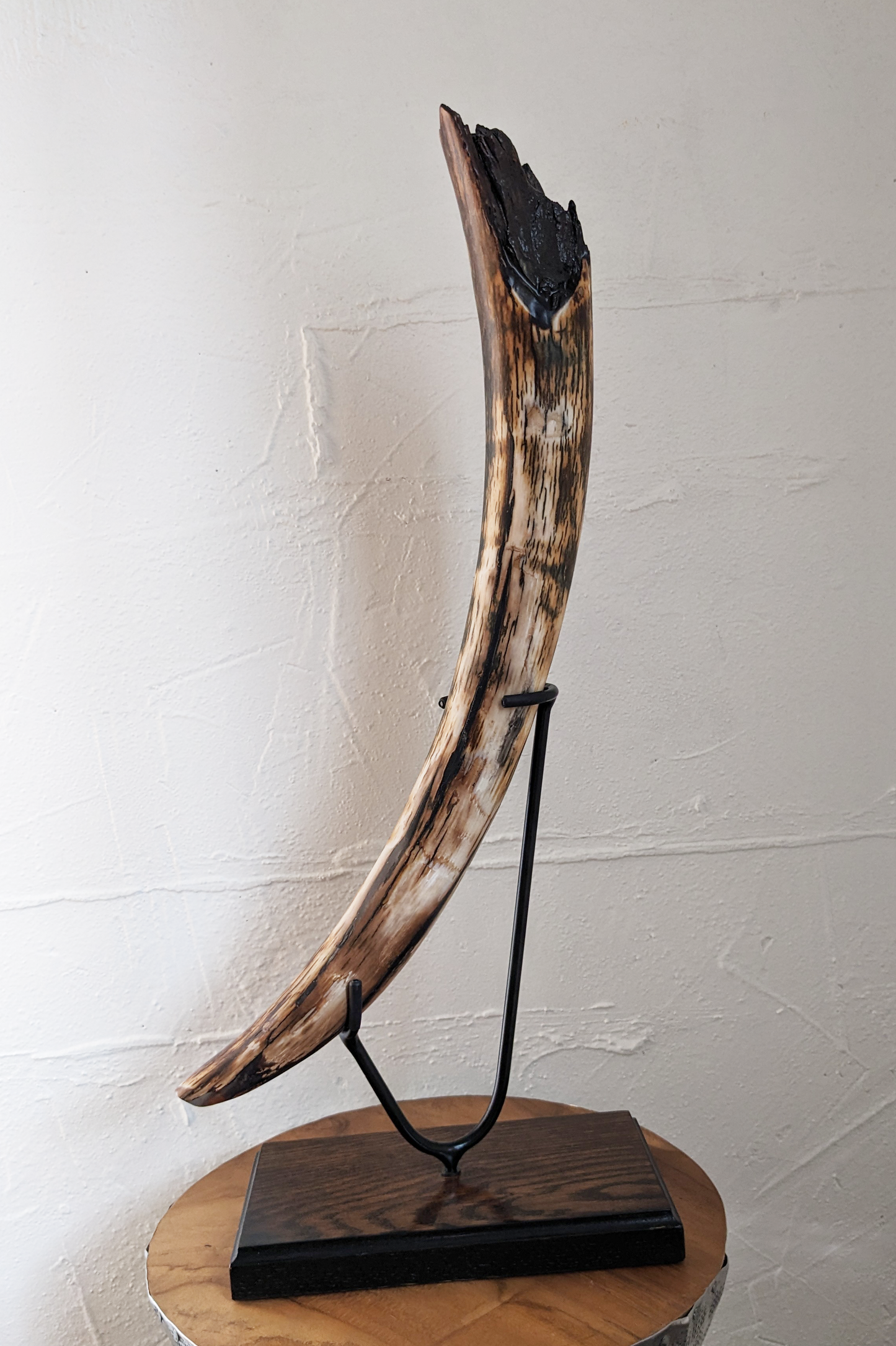 Woolly Mammoth Tusk