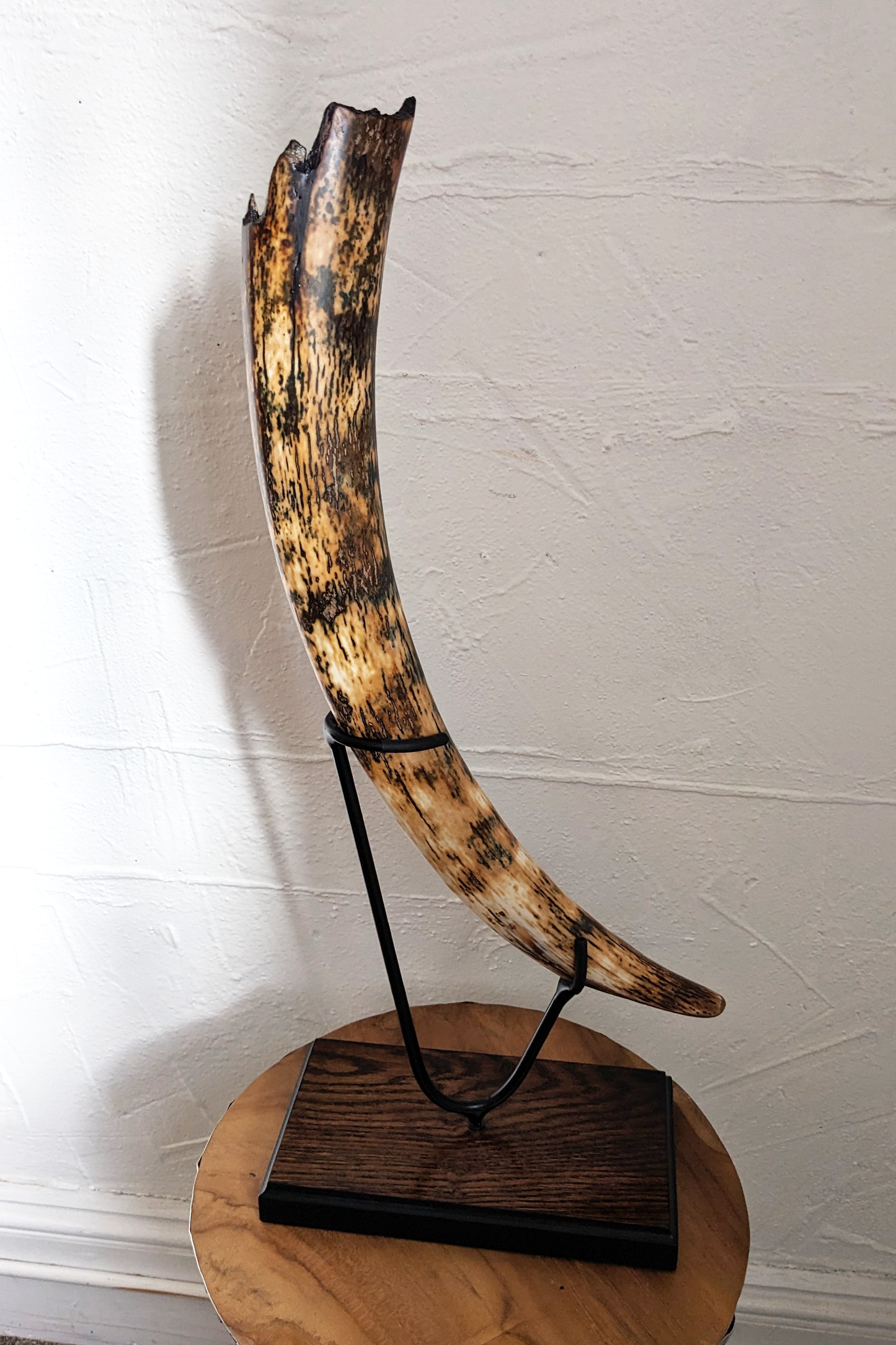 Woolly Mammoth Tusk