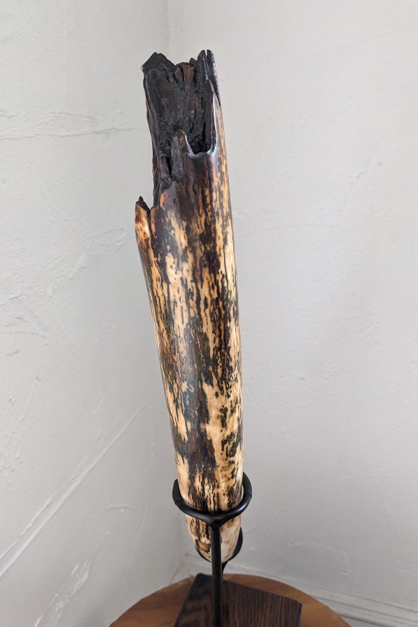 Woolly Mammoth Tusk