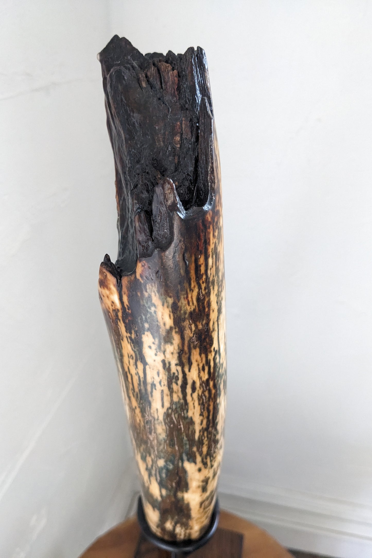 Woolly Mammoth Tusk