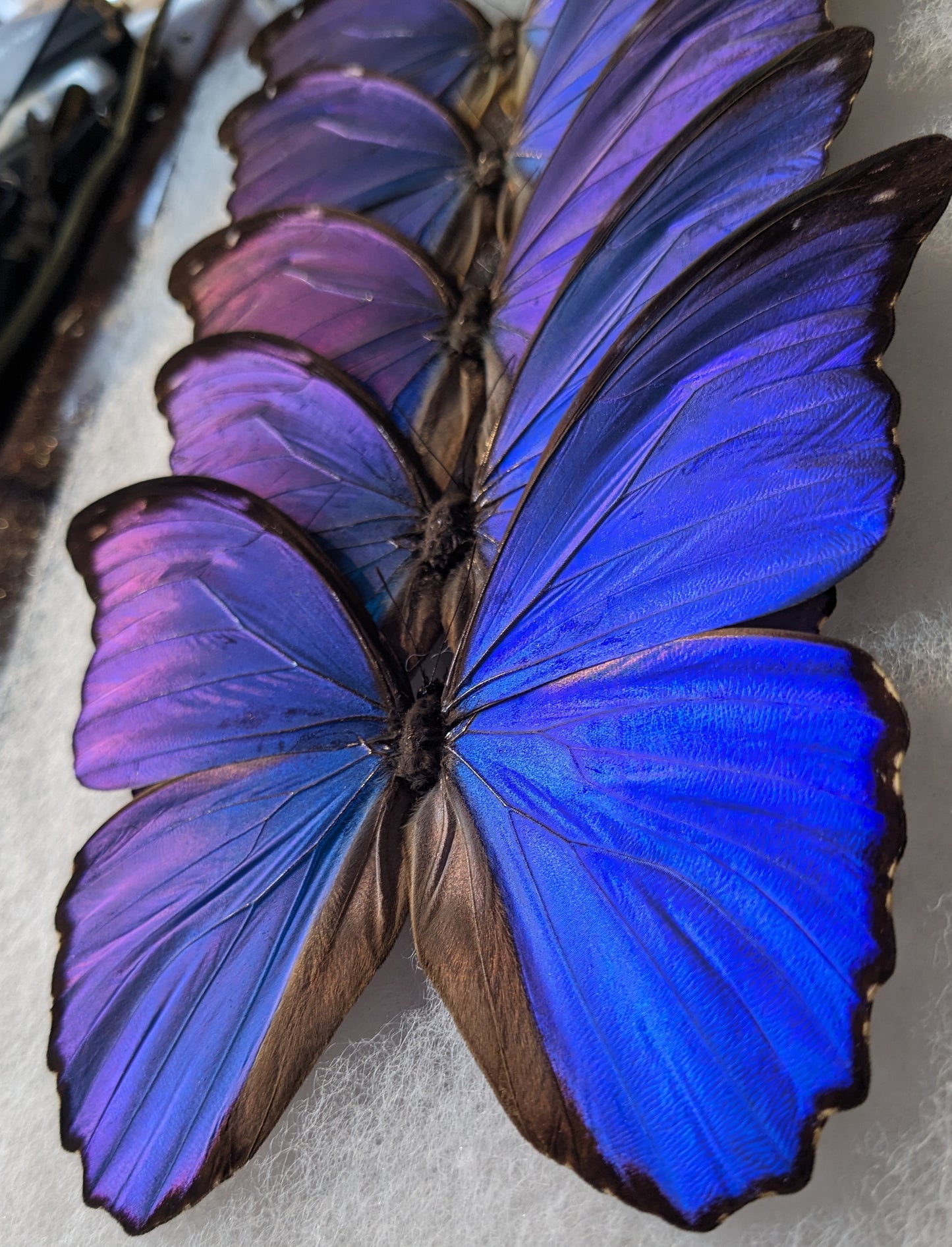 Real Blue Morpho Butterfly in Double Glass Frame