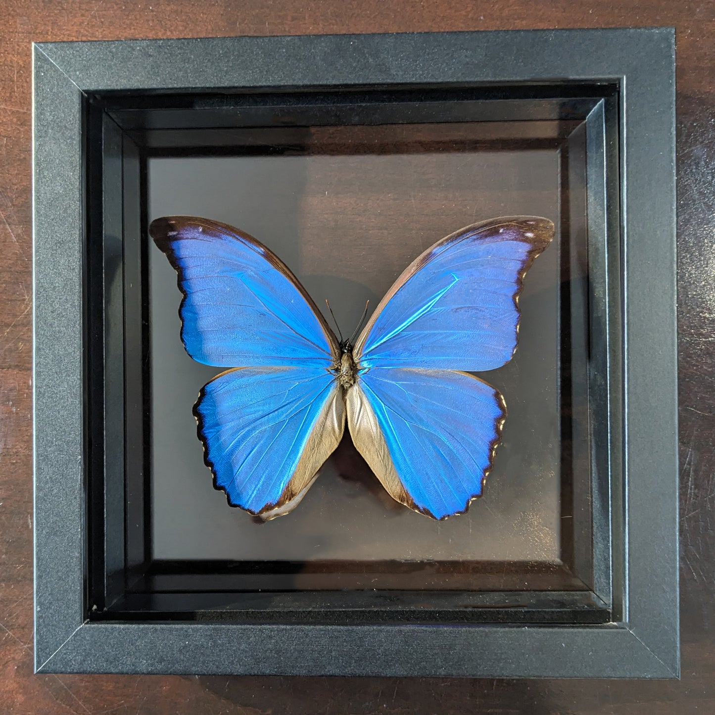 Real Blue Morpho Butterfly in Double Glass Frame