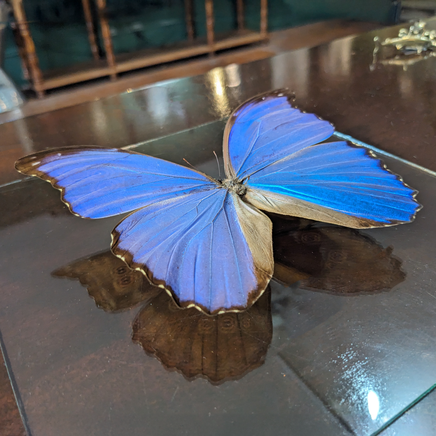 Real Blue Morpho Butterfly in Double Glass Frame