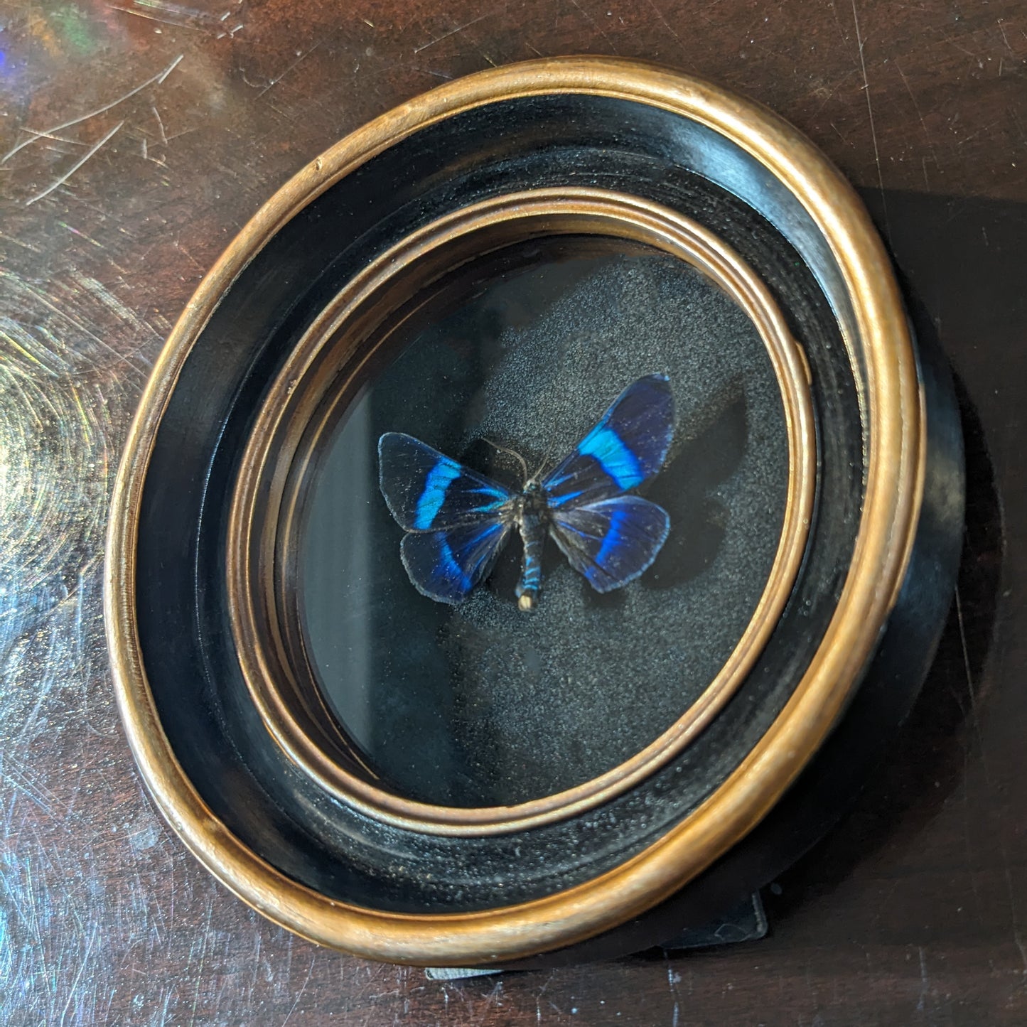 Real Blue Day-Flying Moth (Milionia delicatula)