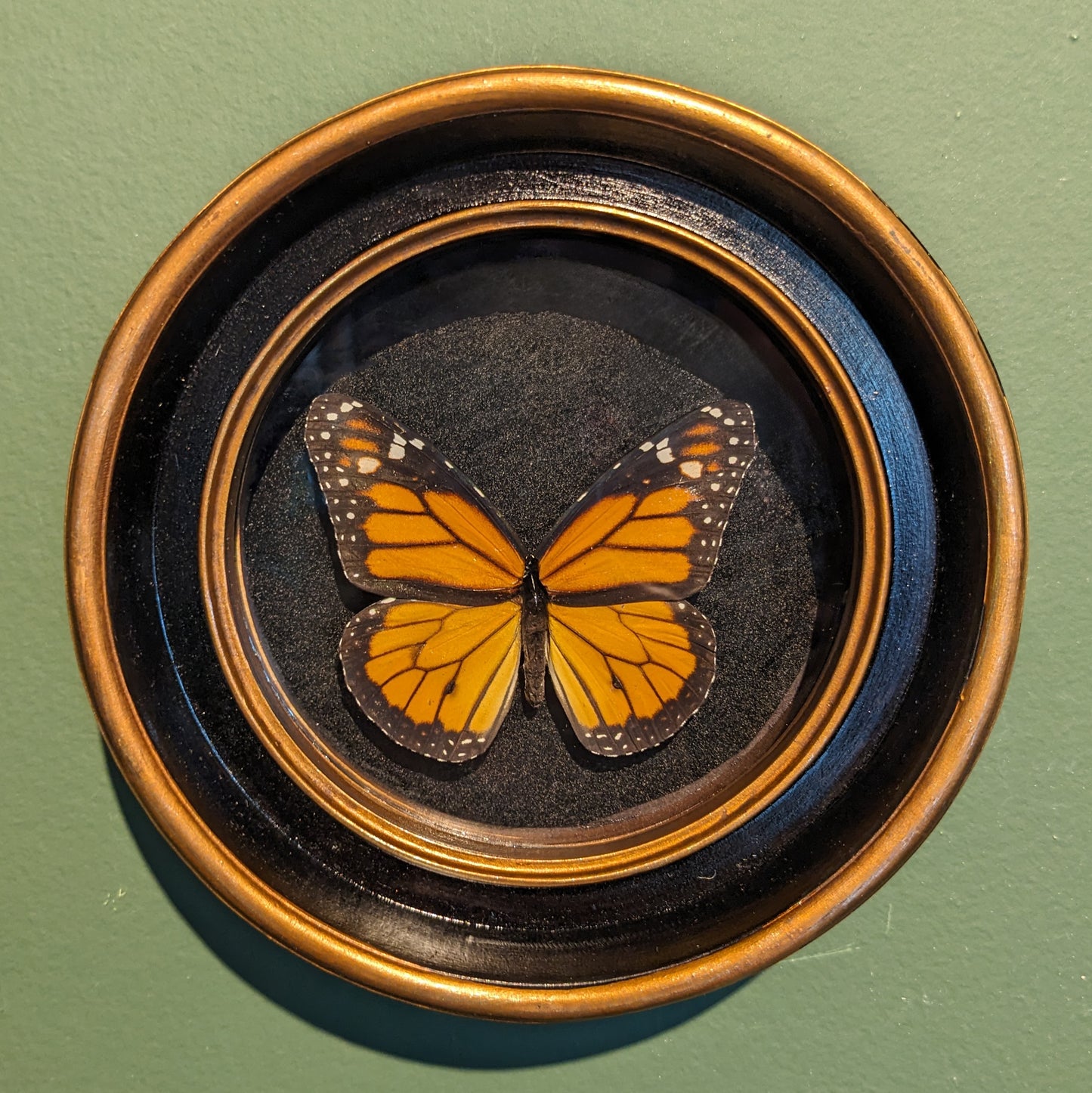 Real Monarch Butterfly in Round Frame (Danaus plexippus)