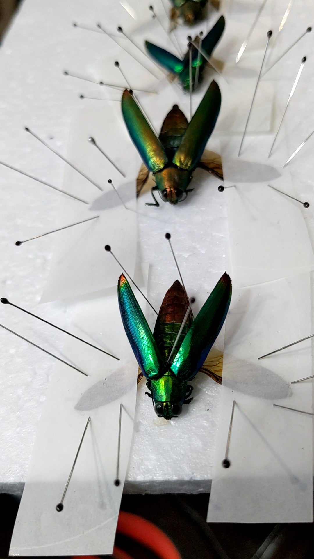 Beetle Pinning Workshop: Stag & Jewel Beetles