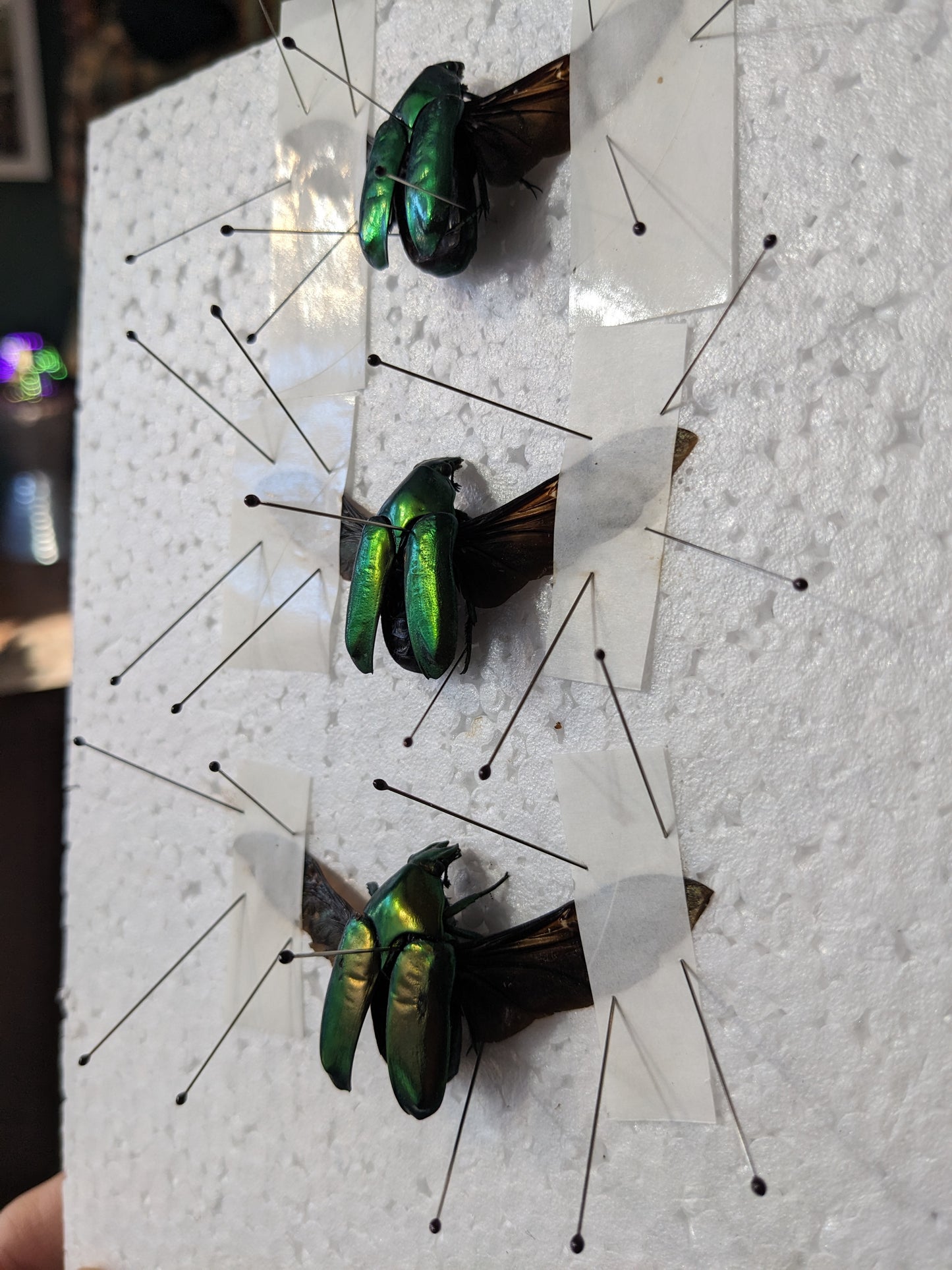 Beetle Pinning Workshop (April 20th, 2025, 11:00AM)