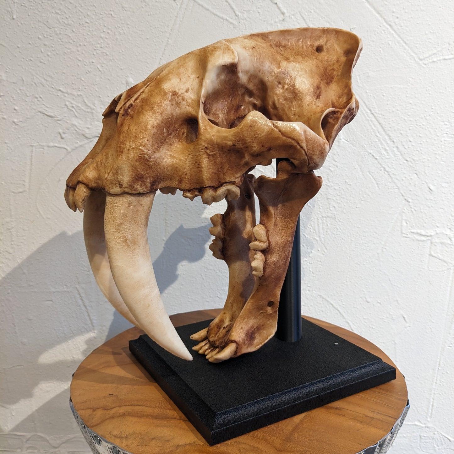 Sabertooth Tiger Skull Replica