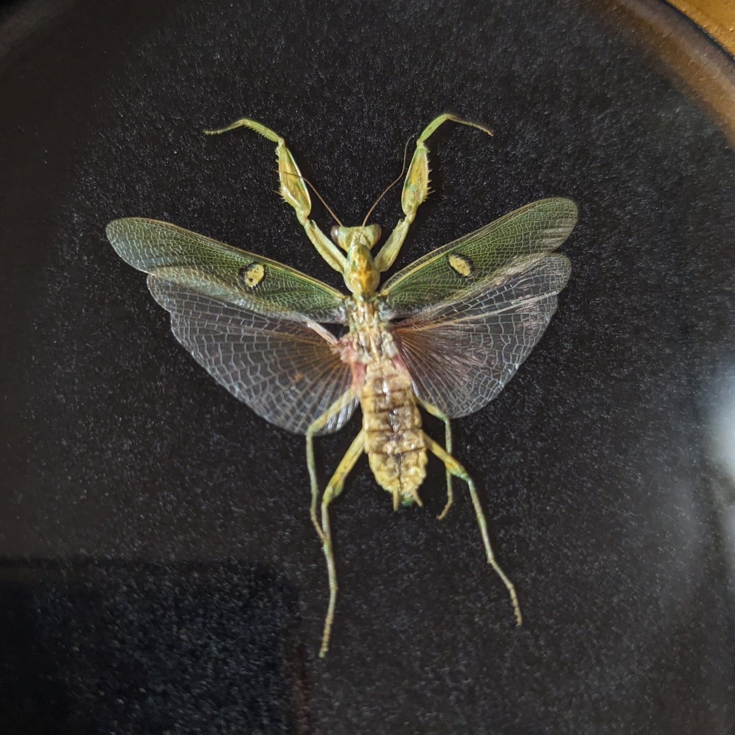 Real Jeweled Mantis in Round Frame (Male)