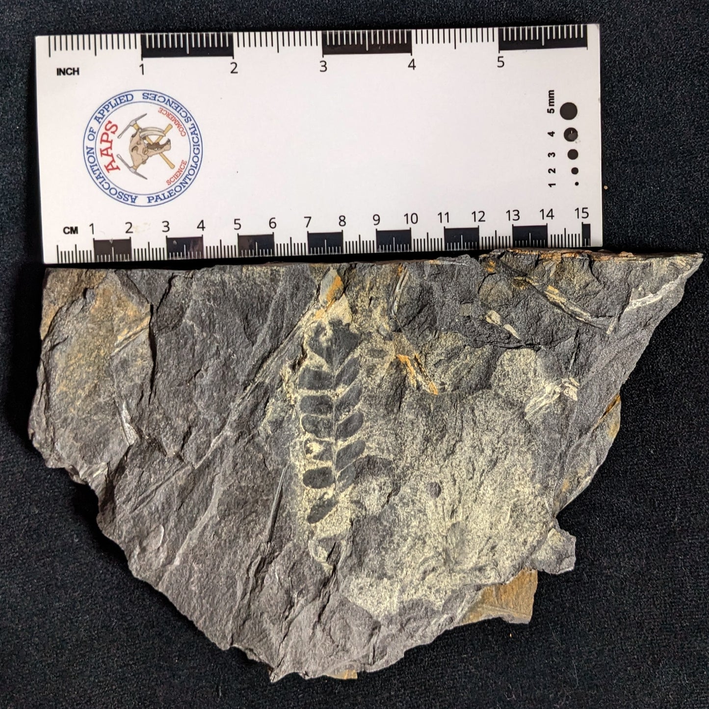 Two-sided Fern Fossil Plate w/ Golden Neuropteris & Alethopteris