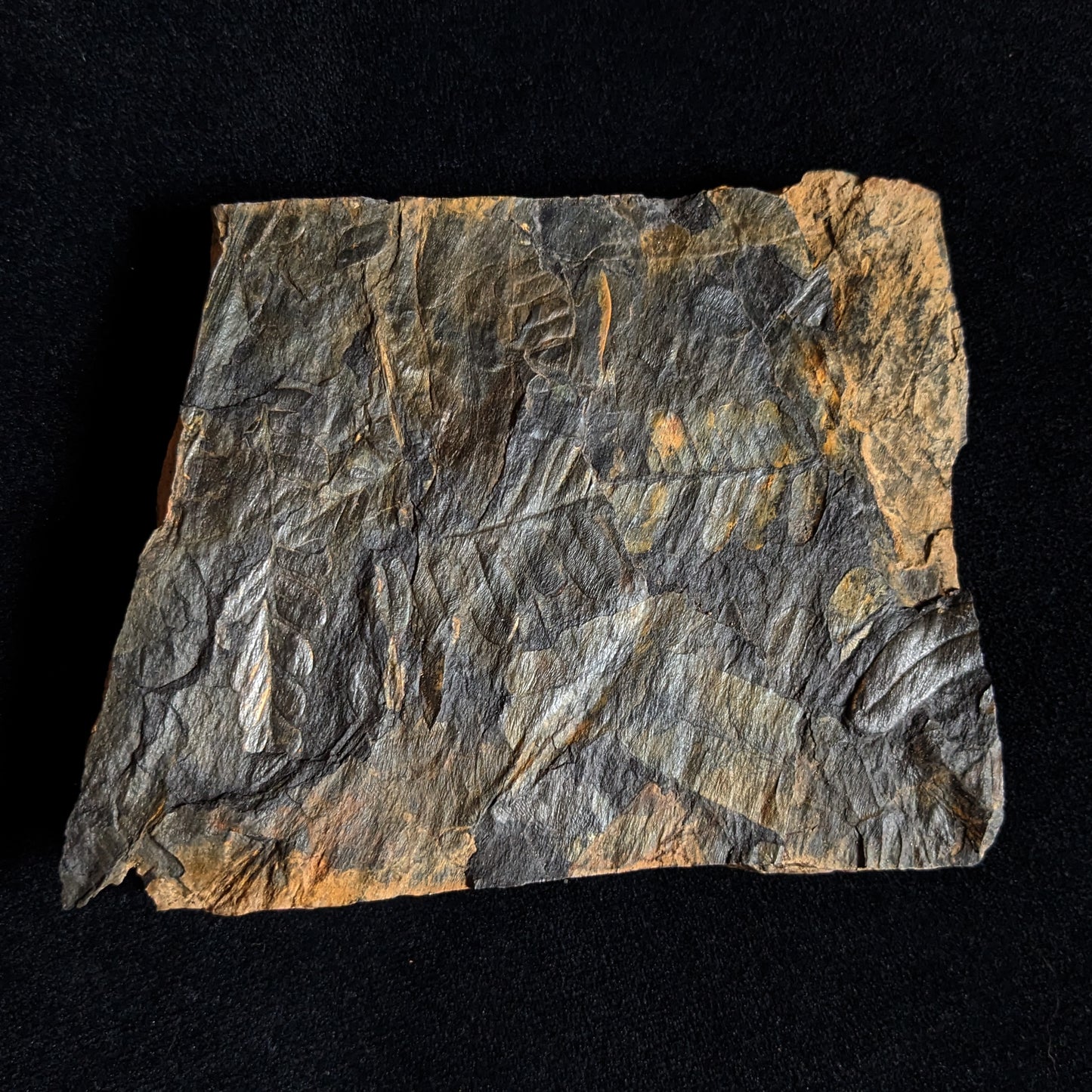 Fern Fossil Plate w/ Multiple Neuropteris