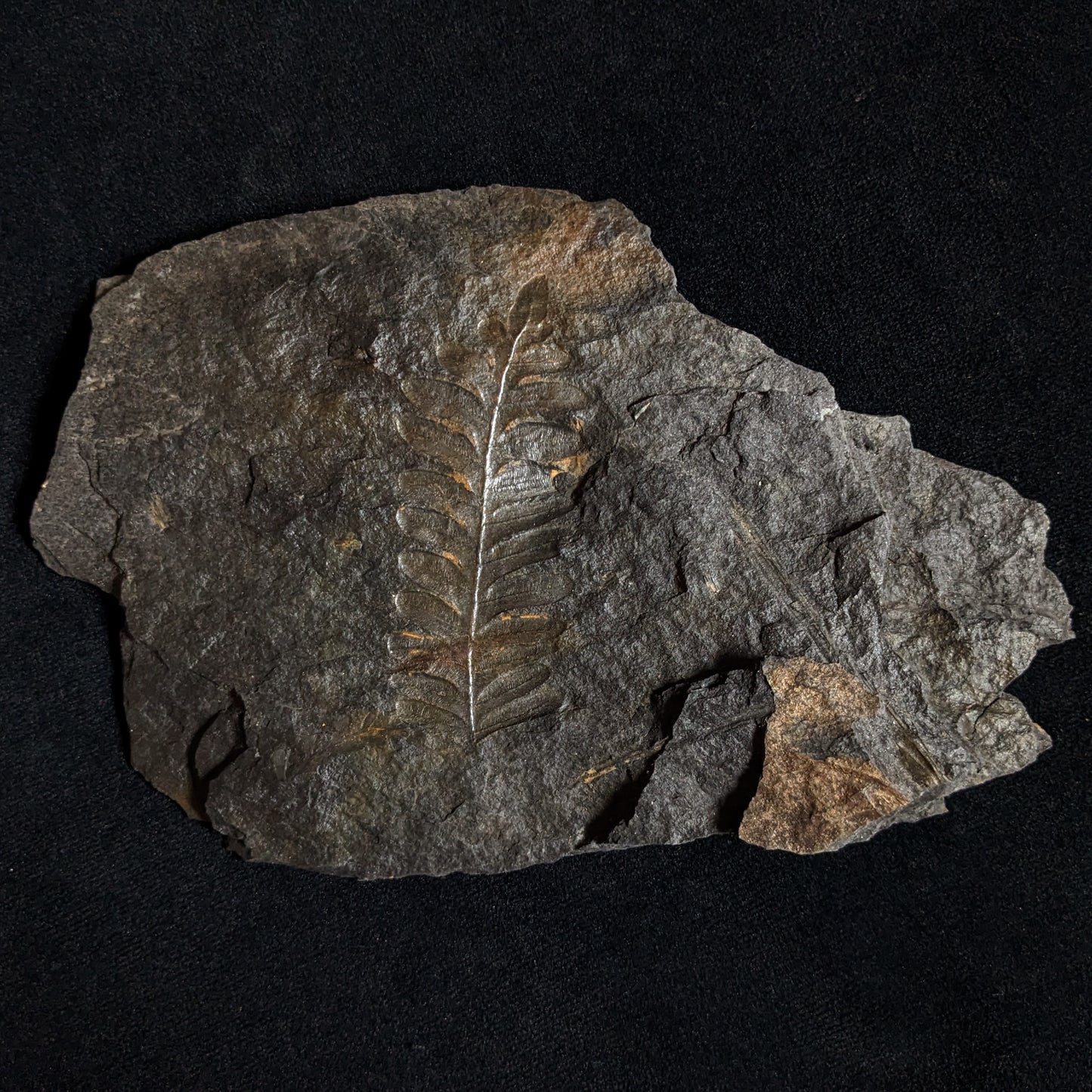 Fern Fossil Plate w/ Neuropteris Imprint