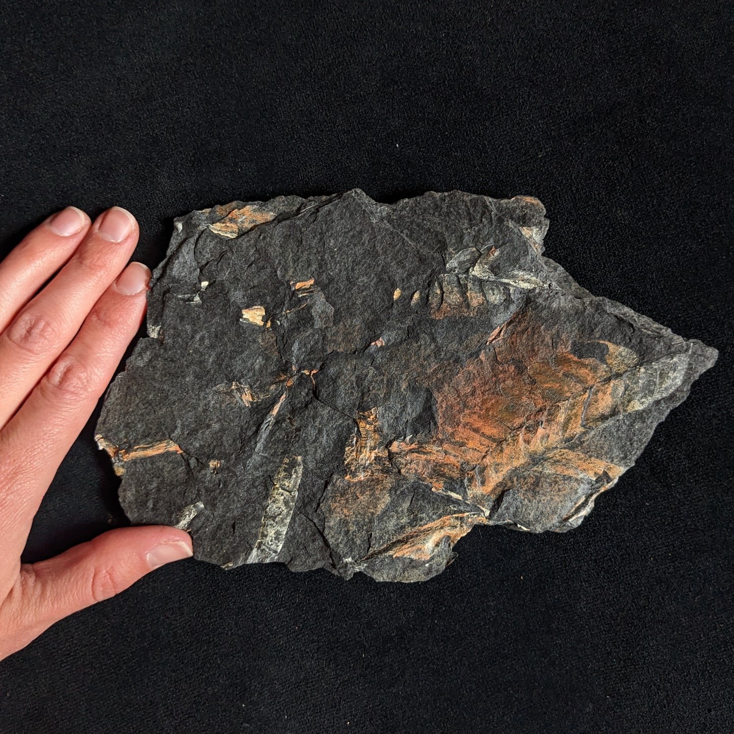 Fern Fossil Plate w/ Golden-Orange Neuropteris