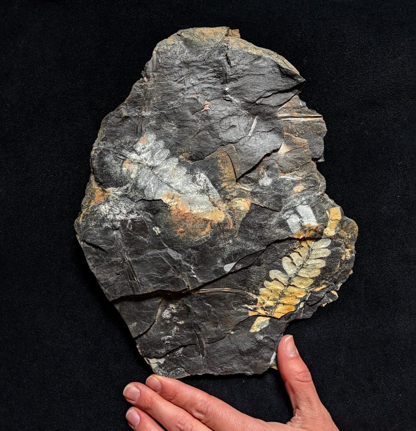 Fern Fossil Plate w/ Golden & Grey Neuropteris