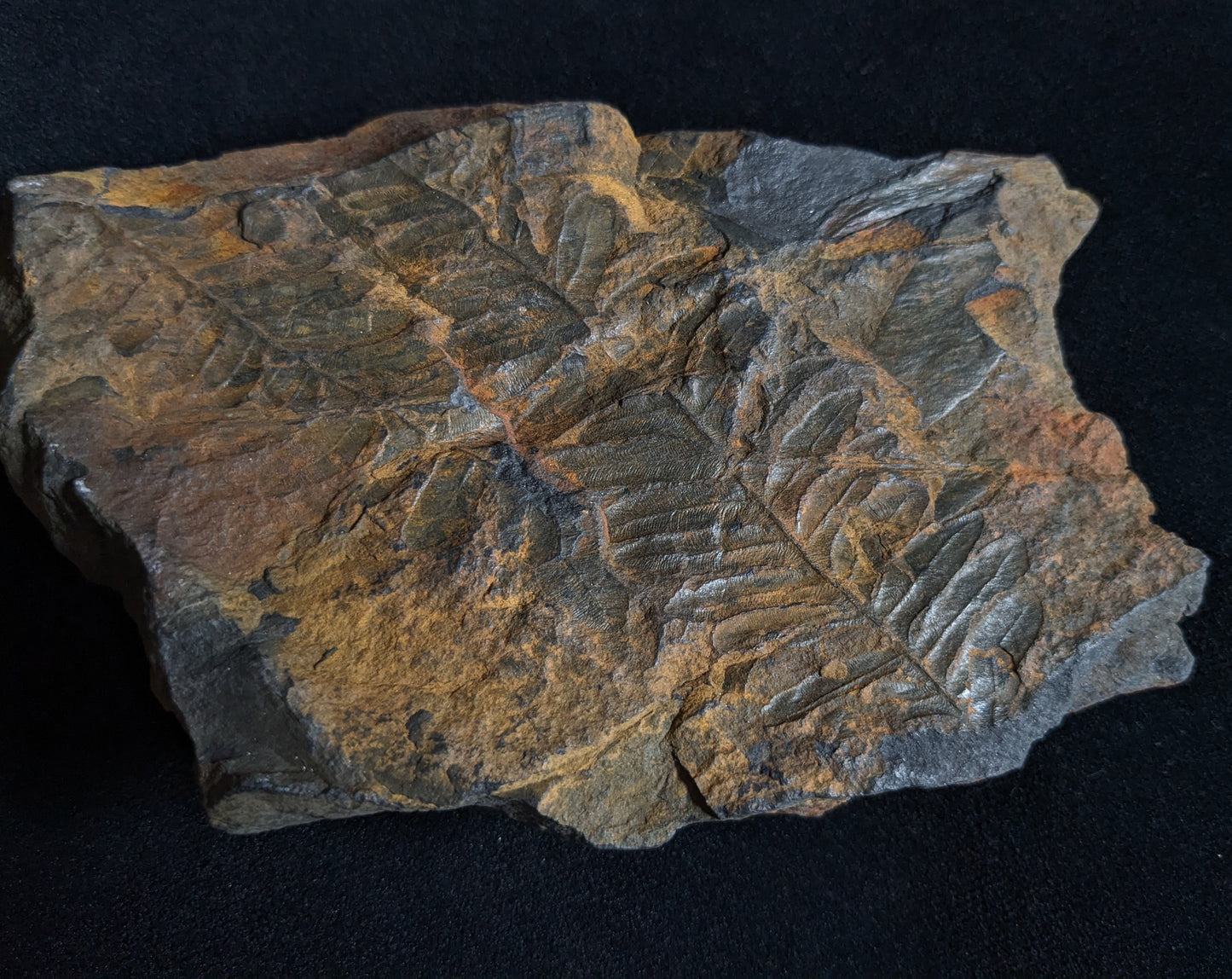 Fern Fossil Plate w/ Alethopteris Fern