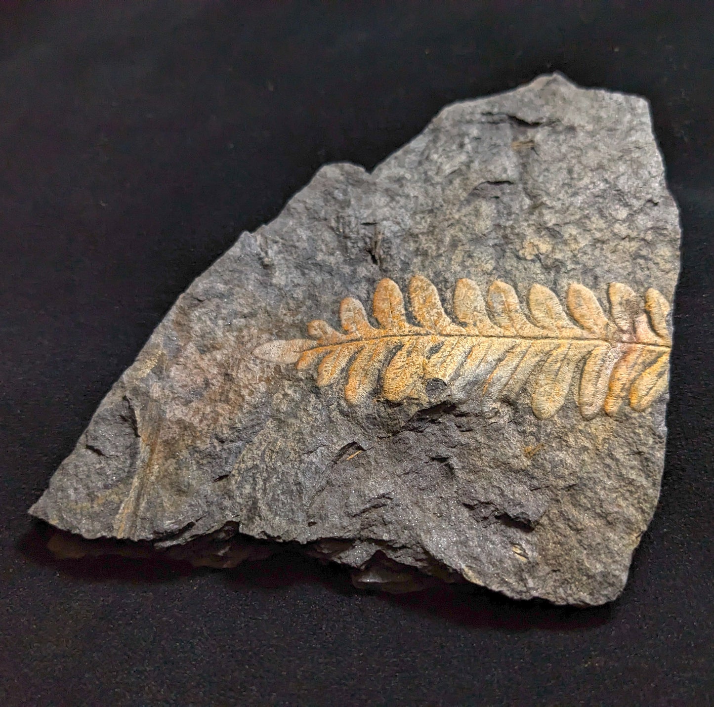 Fern Fossil Plate w/ Golden Alethopteris Fern