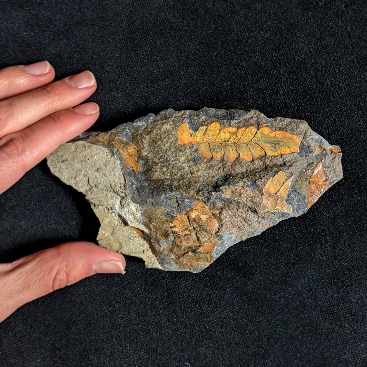 Fern Fossil Plate w/ Golden Neuropteris