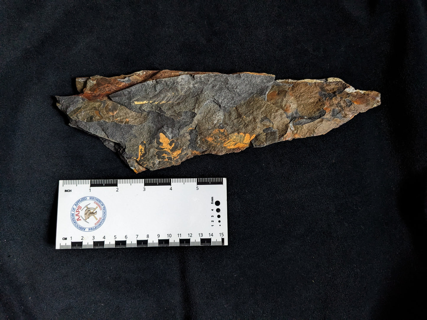 Fern Fossil Plate w/ Golden Neuropteris and Cyclopteris