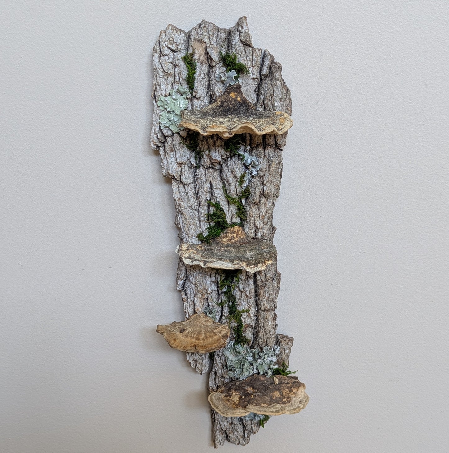 Fungus Shelf (Small)