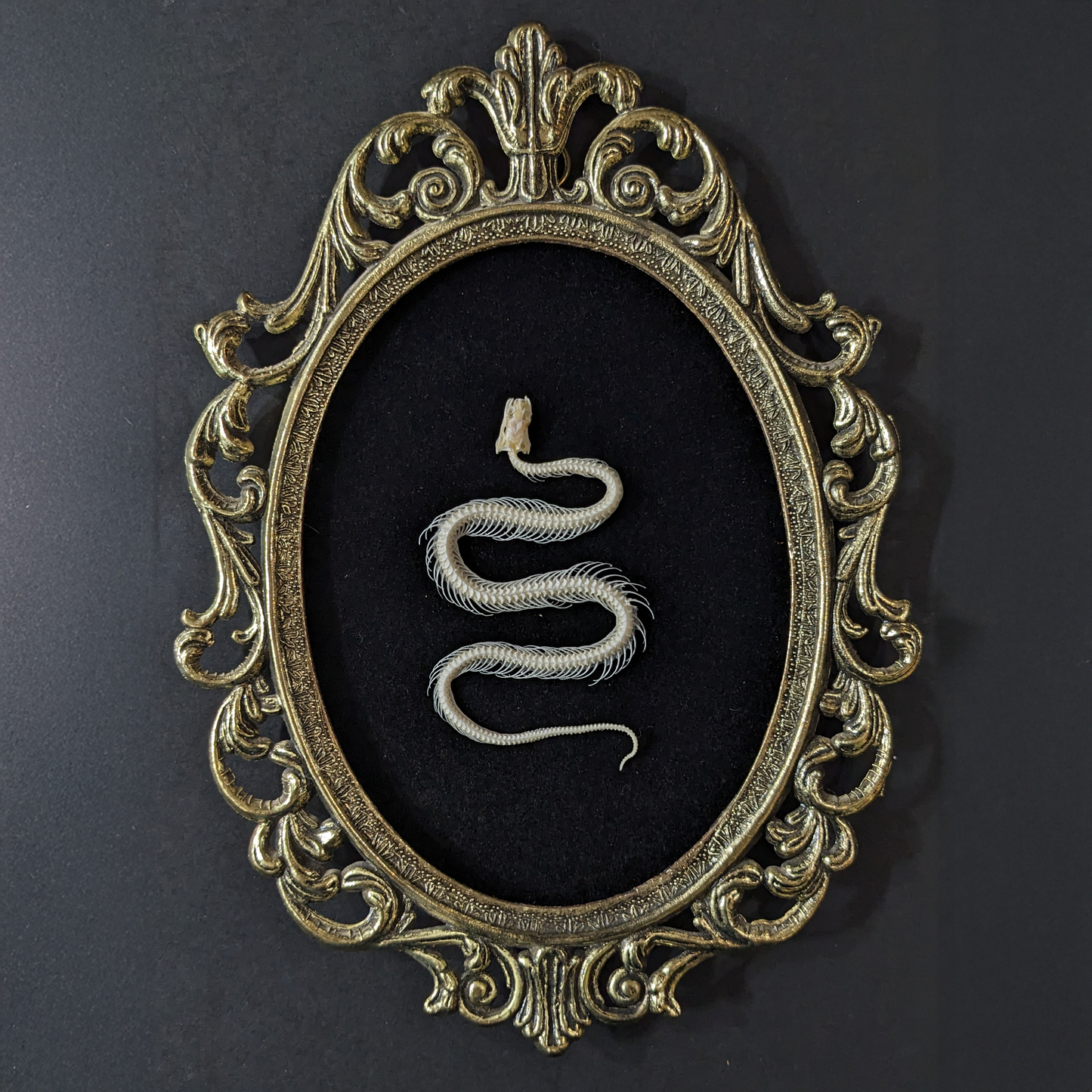 Snake Skeleton in Vintage Frame