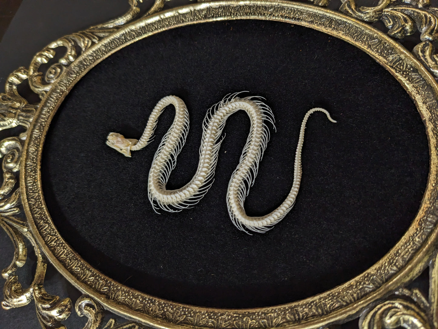 Snake Skeleton in Vintage Frame