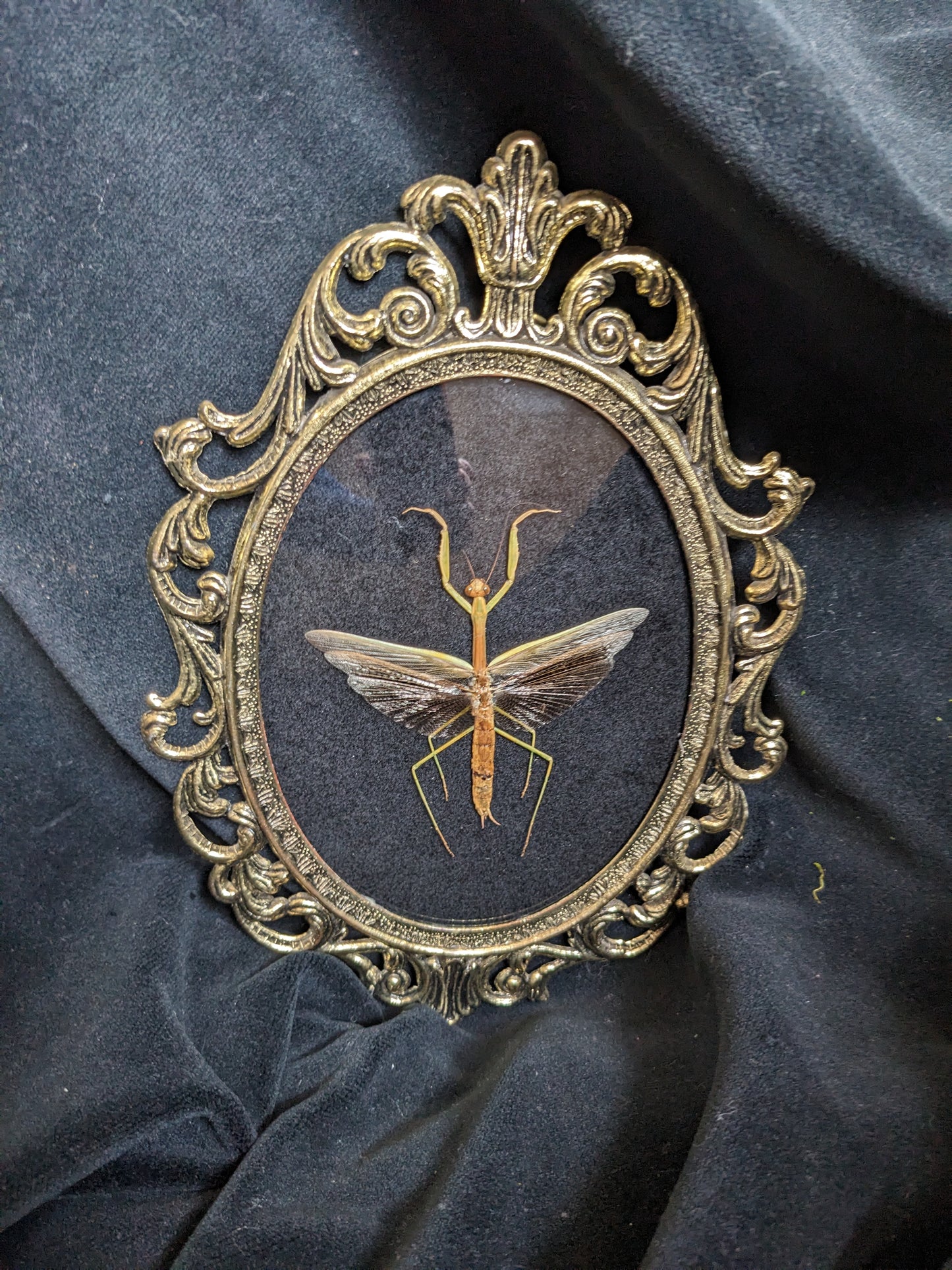 Praying Mantis in Antique Frame