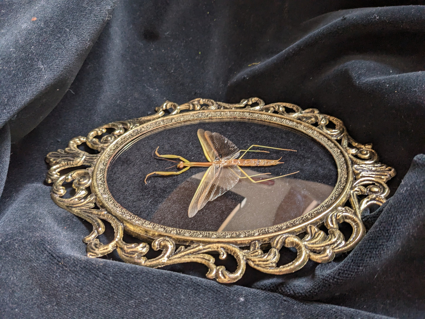 Praying Mantis in Antique Frame