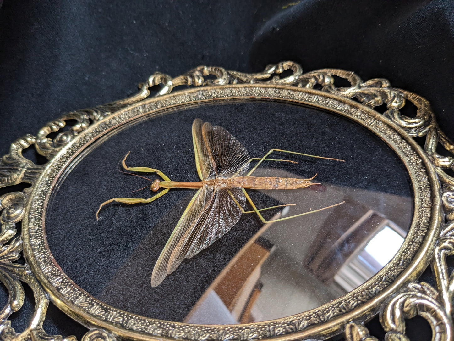 Praying Mantis in Antique Frame