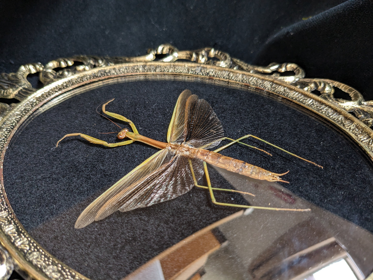 Praying Mantis in Antique Frame