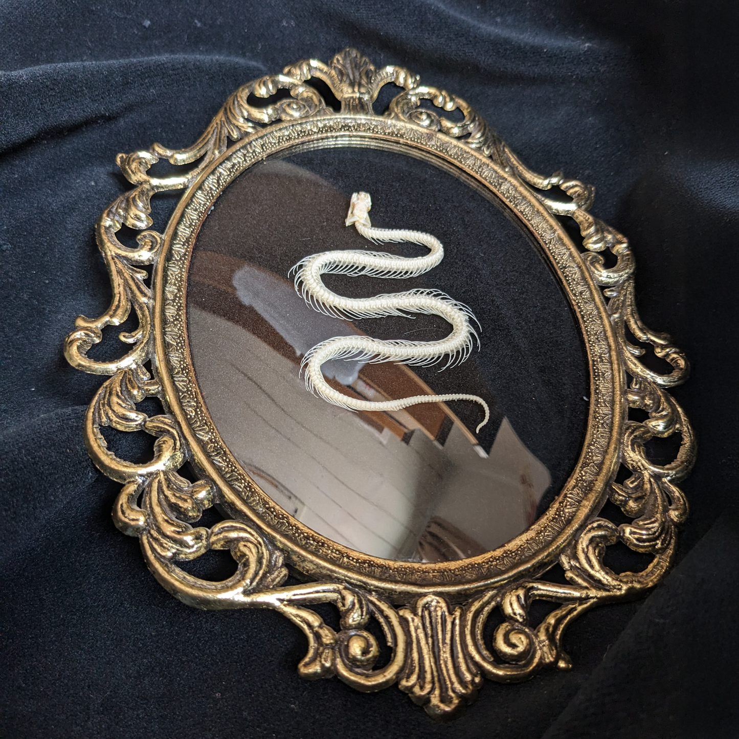 Snake Skeleton in Vintage Frame