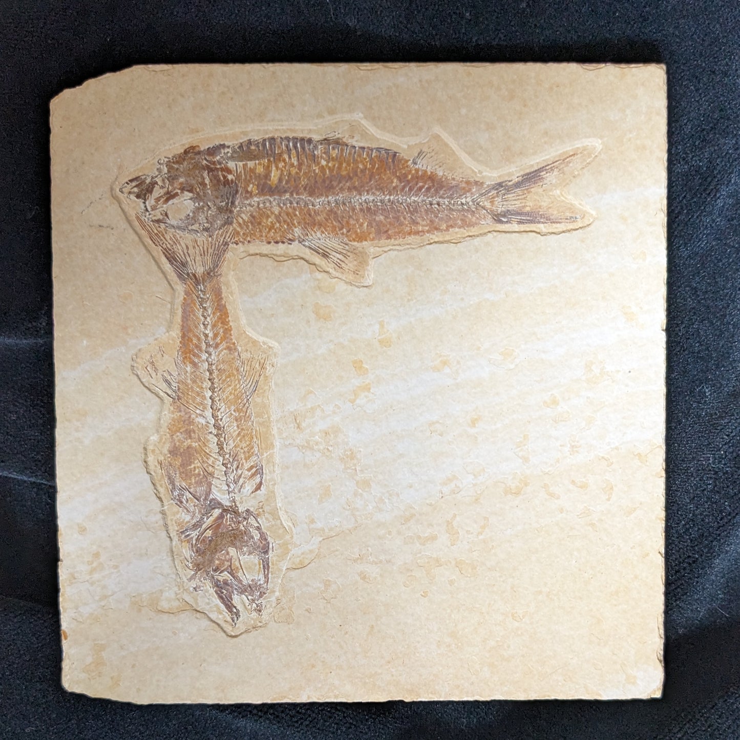 Fossilized Fish, double (Mioplosus, Knightia)