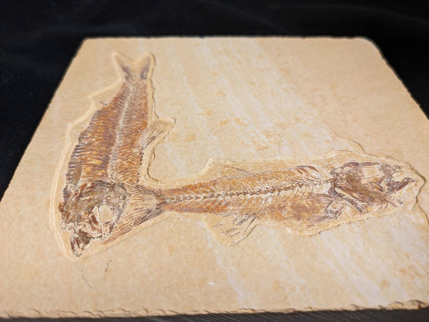 Fossilized Fish, double (Mioplosus, Knightia)