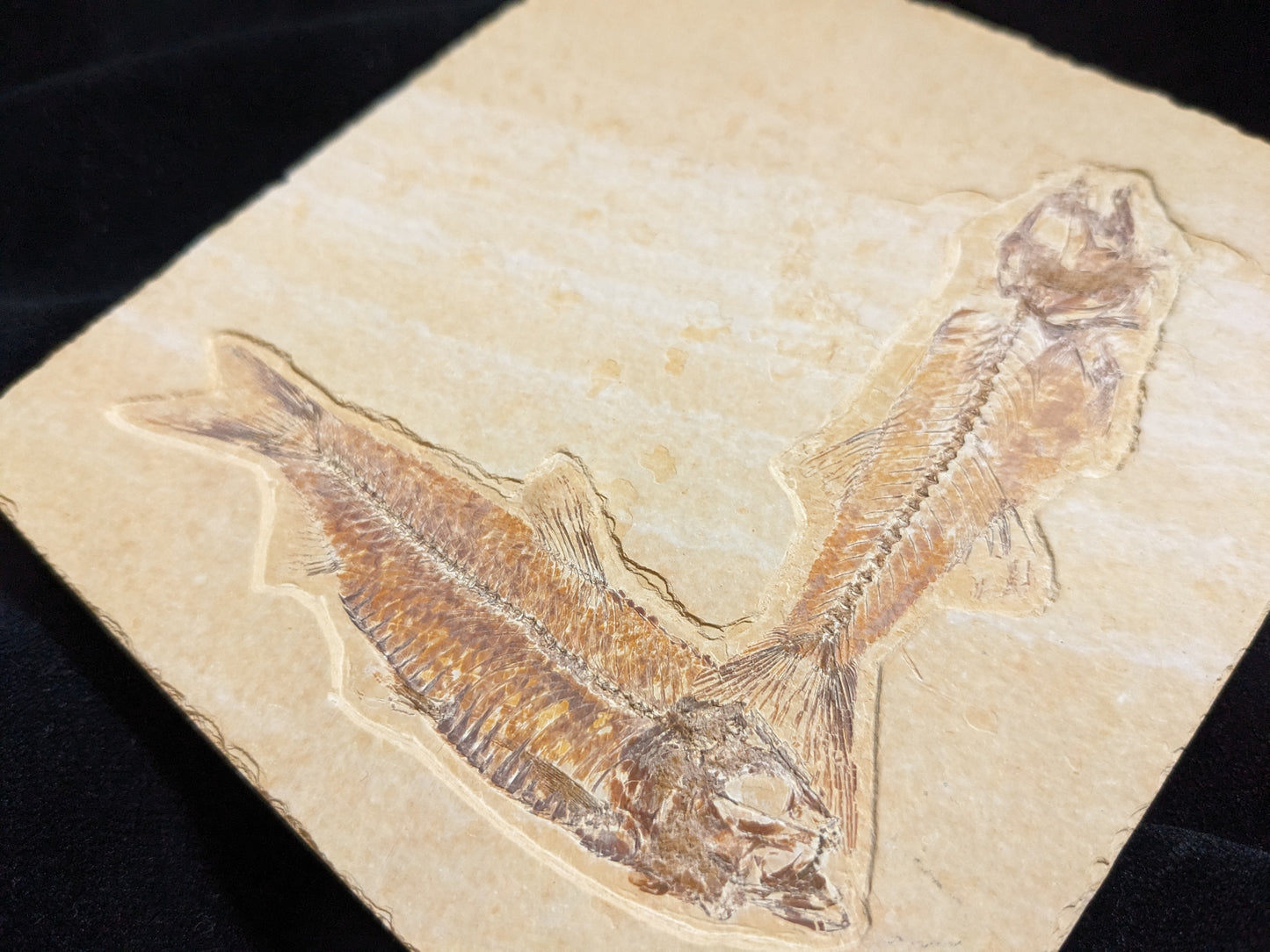 Fossilized Fish, double (Mioplosus, Knightia)