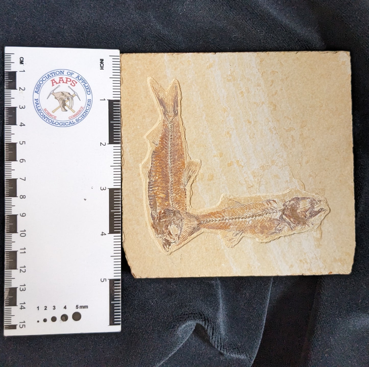 Fossilized Fish, double (Mioplosus, Knightia)