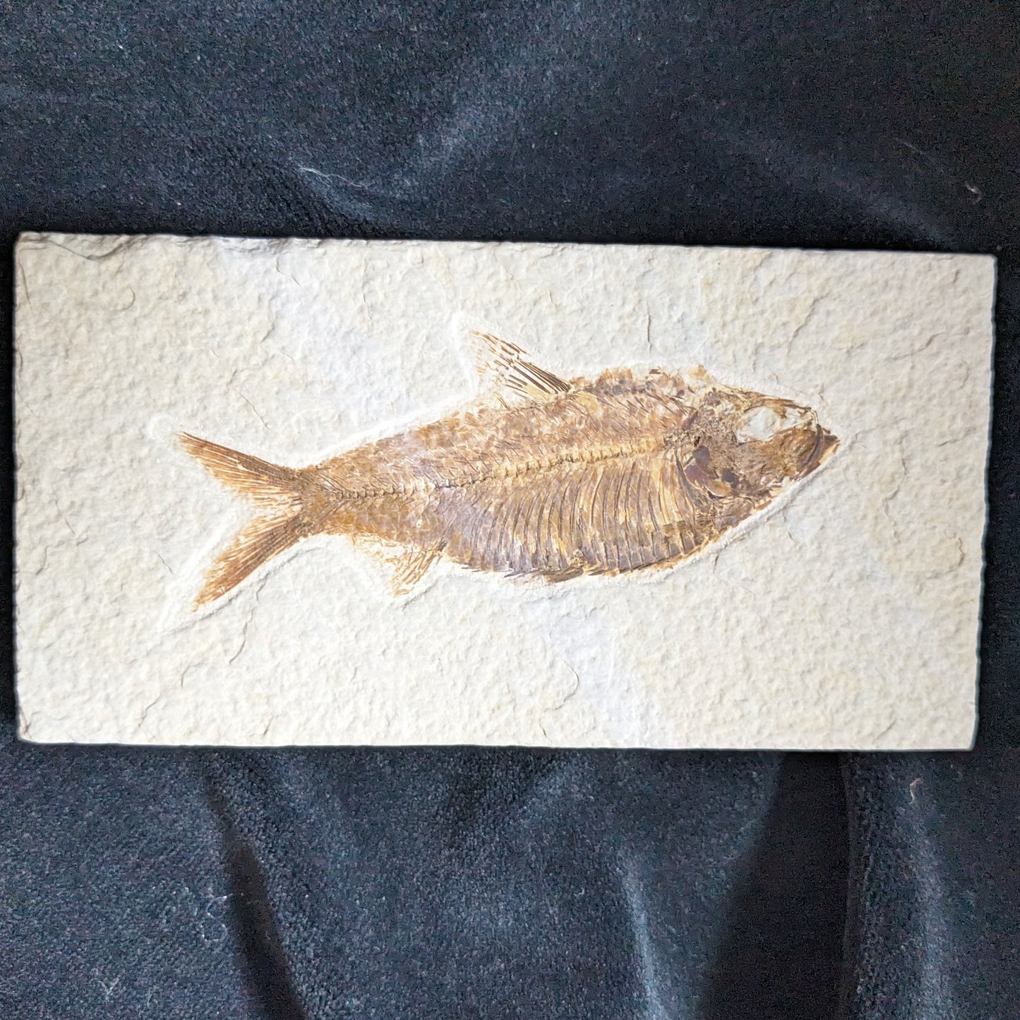 Fossilized Fish (Knightia)