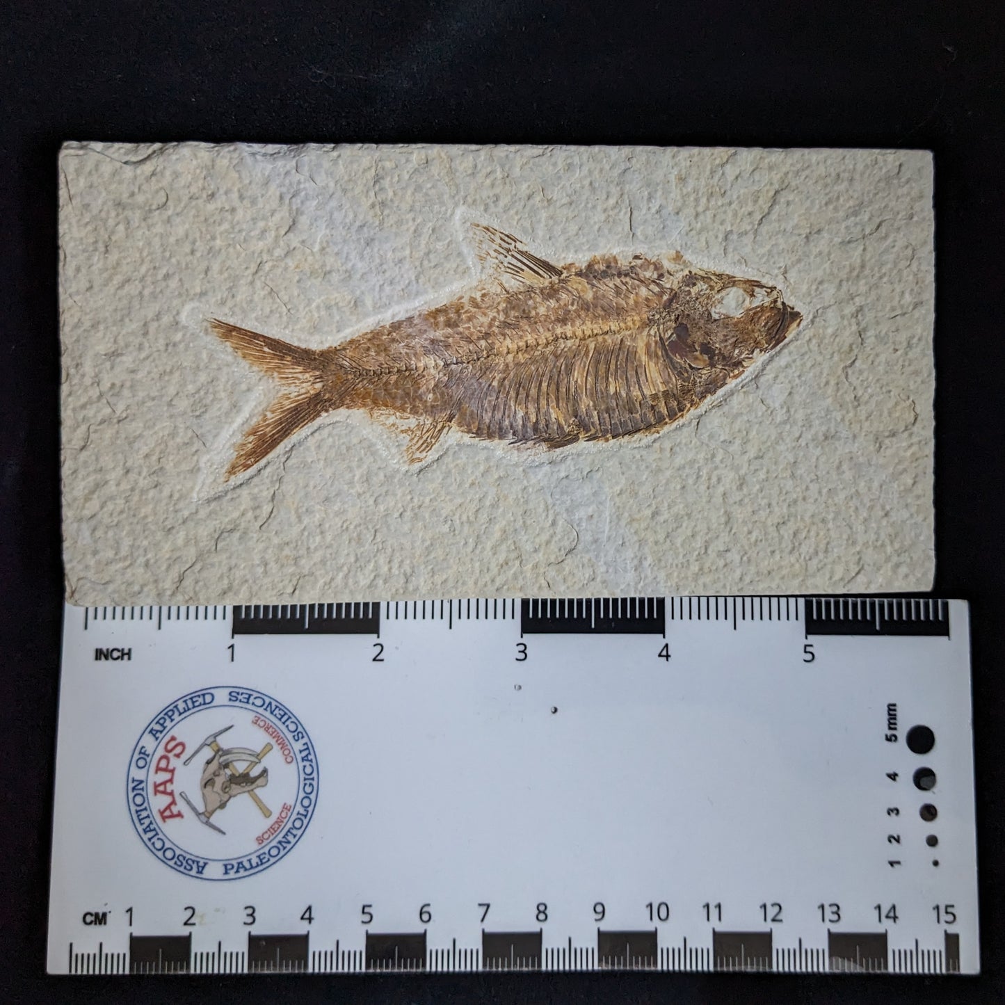 Fossilized Fish (Knightia)