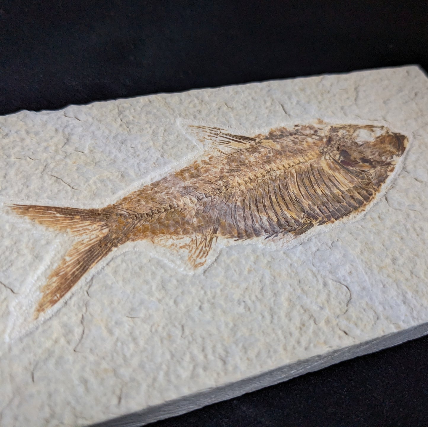 Fossilized Fish (Knightia)