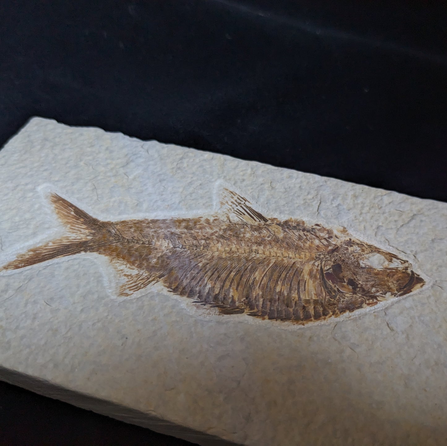 Fossilized Fish (Knightia)
