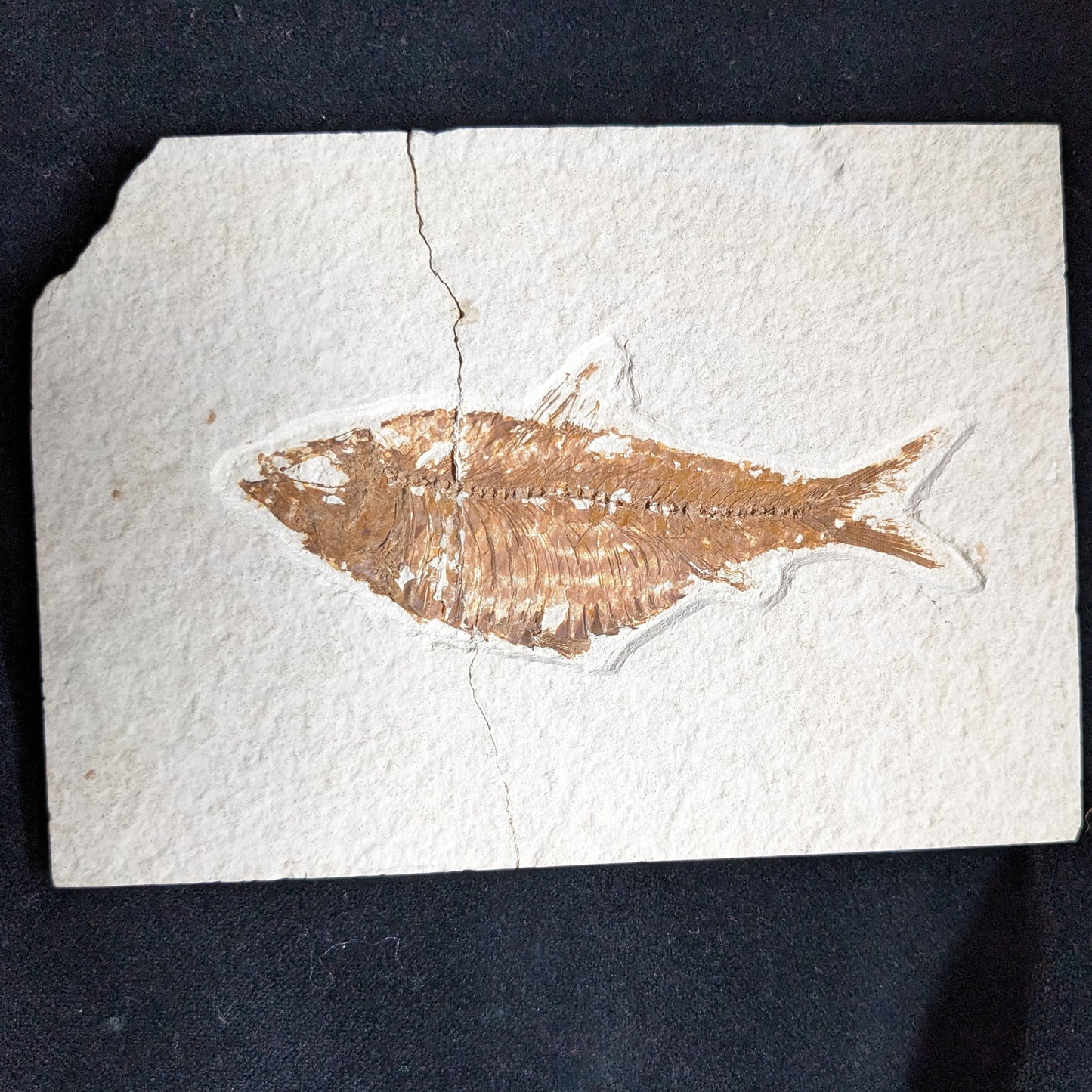 Fossilized Fish (Knightia)