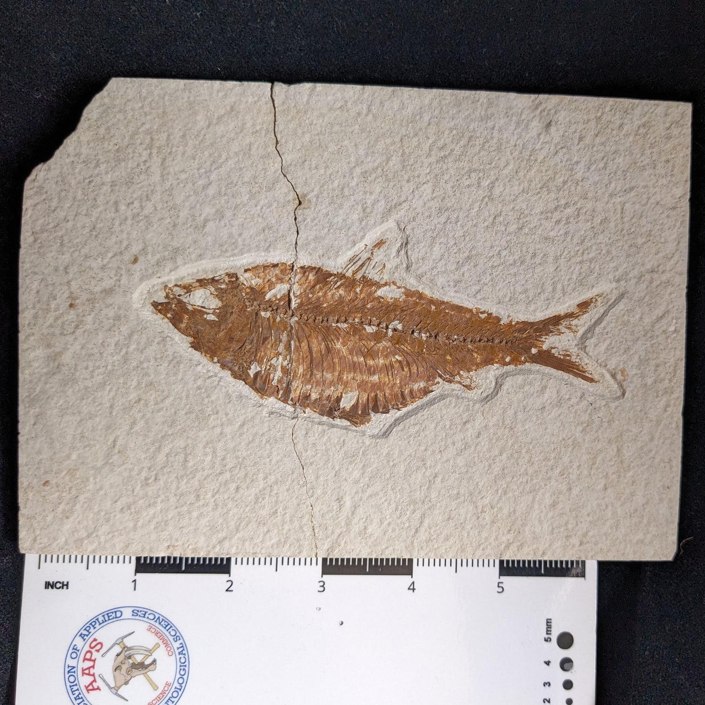Fossilized Fish (Knightia)
