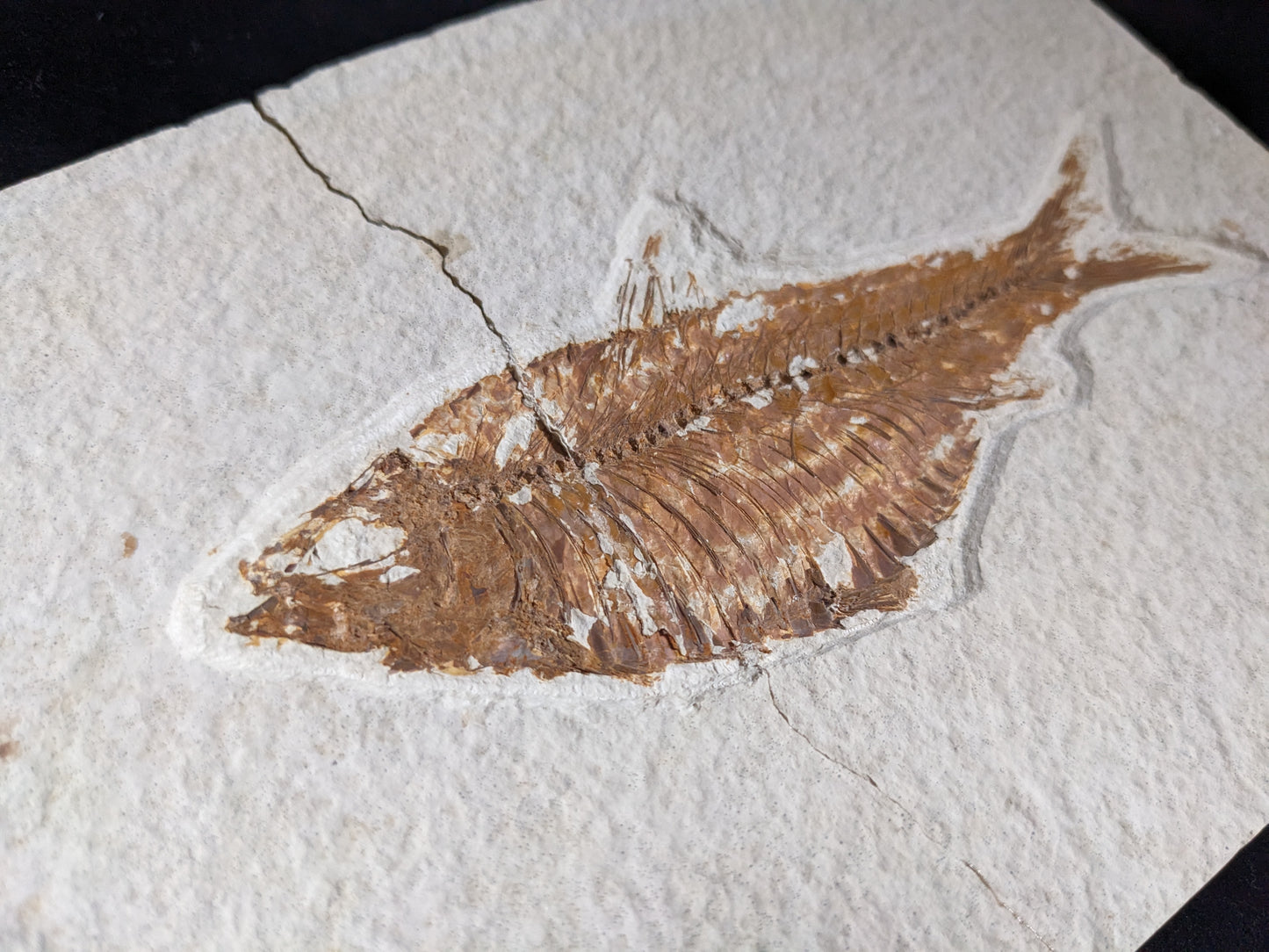 Fossilized Fish (Knightia)