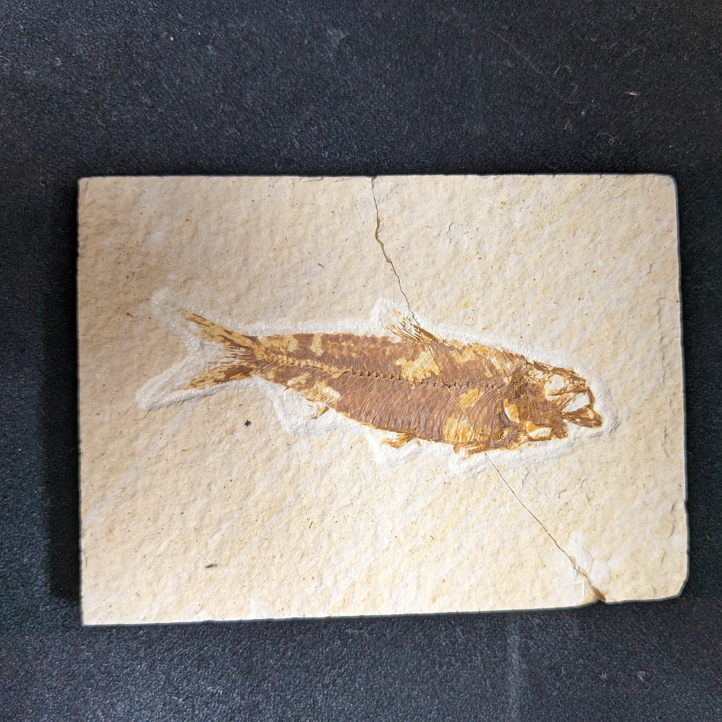Fossilized Fish (Knightia)