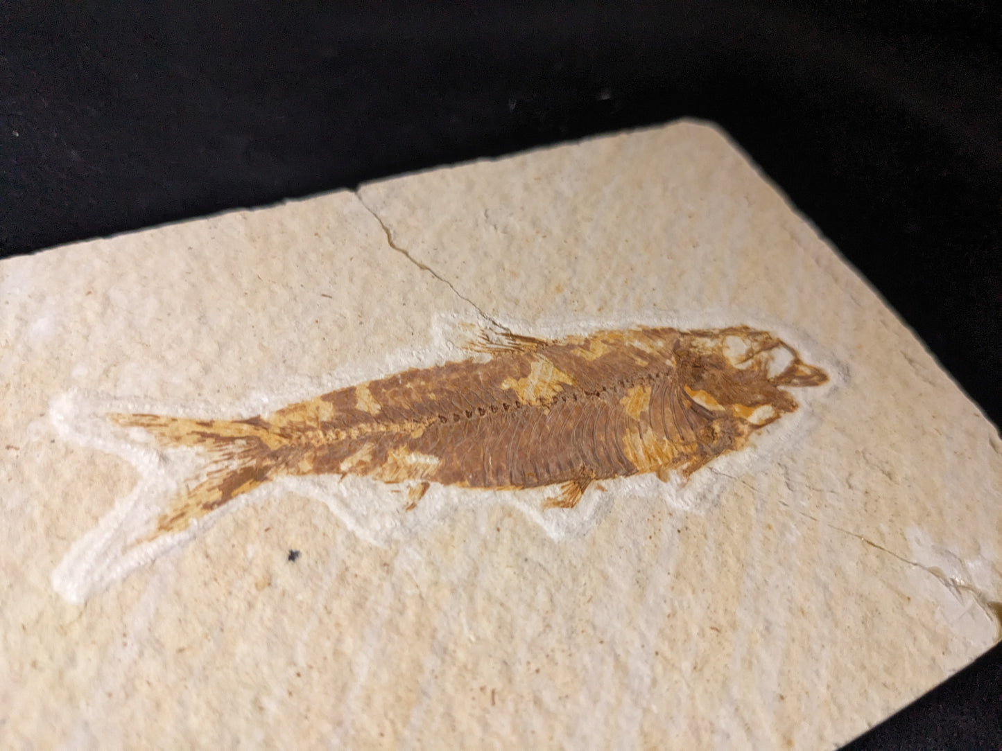 Fossilized Fish (Knightia)