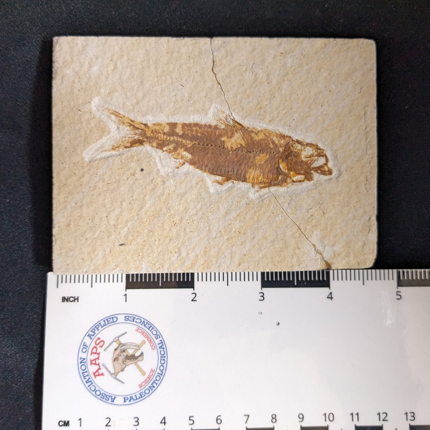 Fossilized Fish (Knightia)