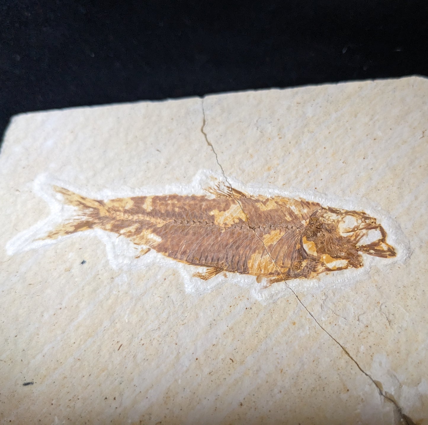 Fossilized Fish (Knightia)