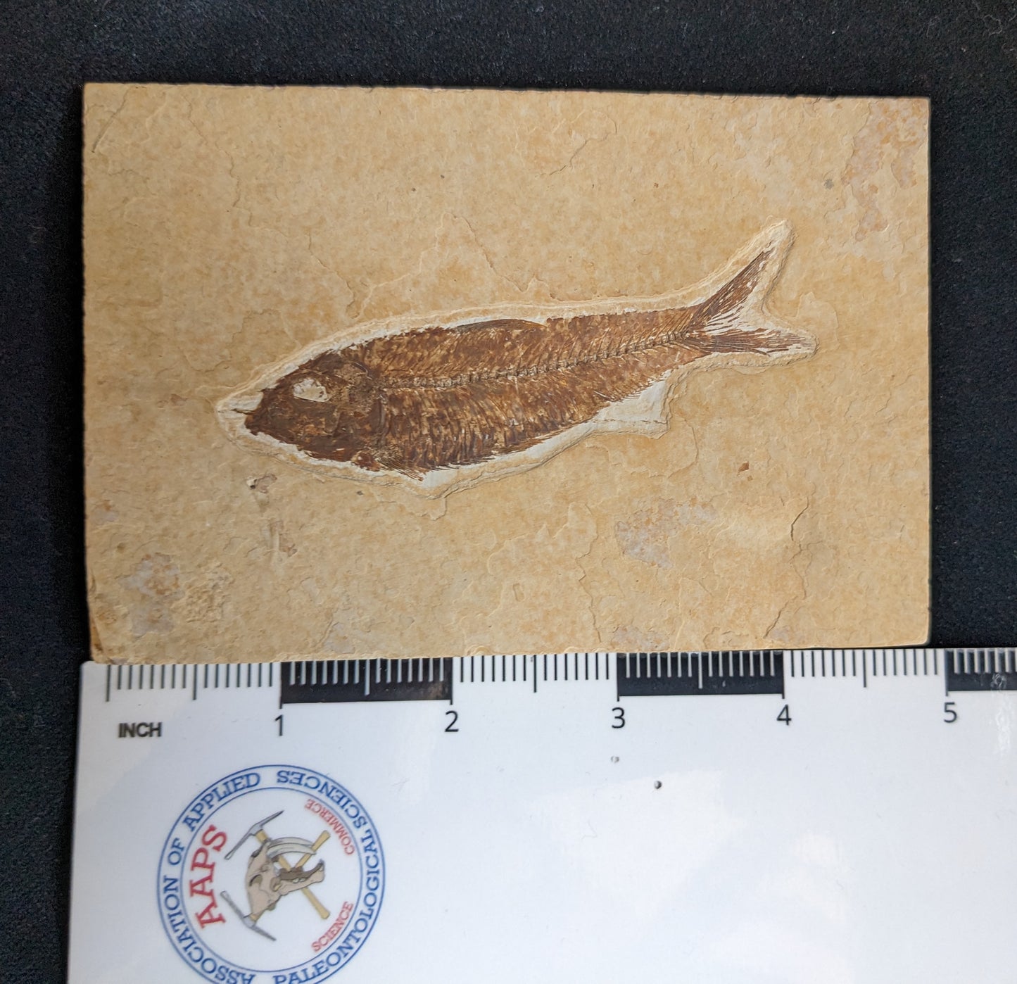 Fossilized Fish (Knightia)