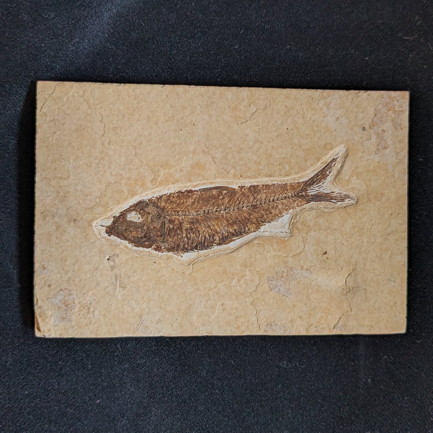 Fossilized Fish (Knightia)